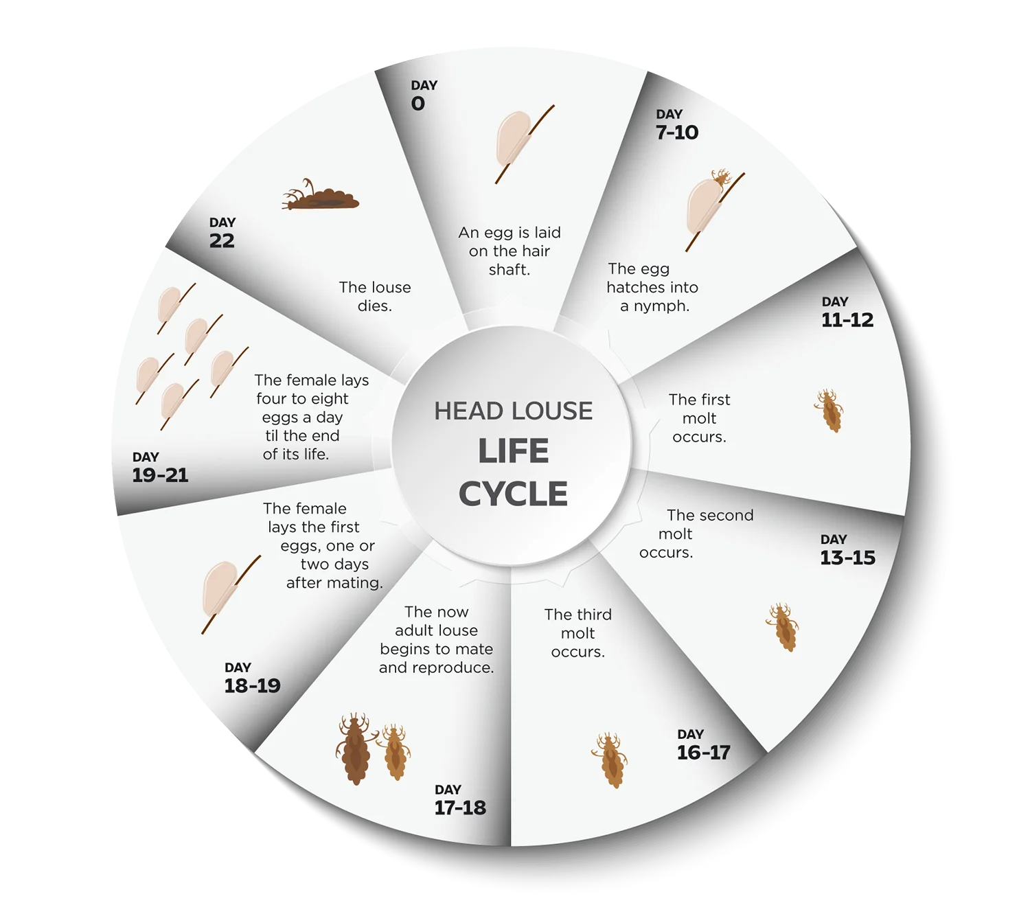 The Head Lice Life Cycle - Lice Clinics of America